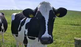 Cow